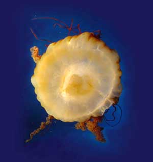 Jelly Fish